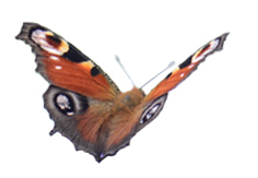 Photo Papillon Agimago